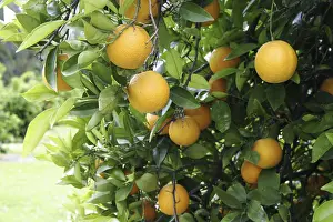 Citrus Fruit Stampe: Oranges on a orange tree