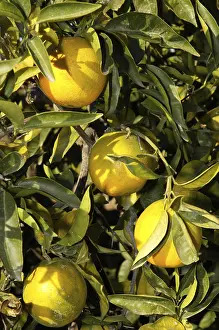 Open Air Food Photography Stampe: Oranges still on the tree, Altea