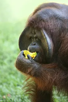 Indonesian Food Culture Stampe: The orangutan eats a mango