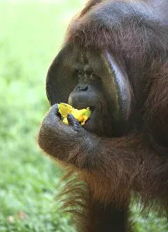 Wildlife Food Photography Stampe: The orangutan eats a mango