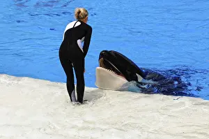 Stampe di Un orca nel pozzo interagisce con un allenatore in superficie, Dressed orcas (Orcinus orca), Shamu Stadium, SeaWorld, San Diego, California, USA Balena Assassina Stampe: Un orca nella vasca interagisce con un allenatore sulla superficie.
