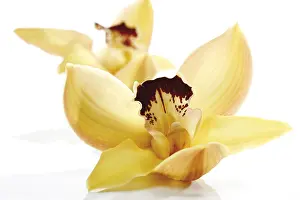 Indoor Orchids Stampe: Orchids