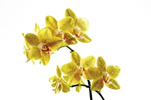 Spermatophyte Flora Stampe: Orchids