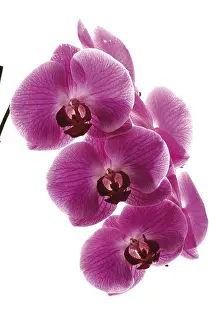 Lilac Blossom Stampe: Orchids