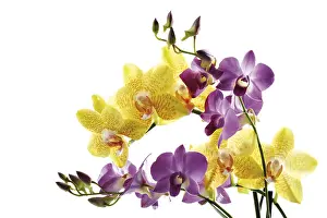 Lilac Blossom Stampe: Orchids