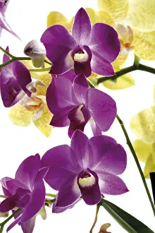Lilac Blossom Stampe: Orchids