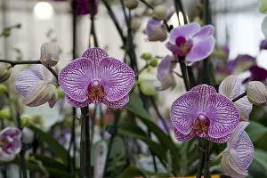 Purple Flowering Plants Stampe: Orchids