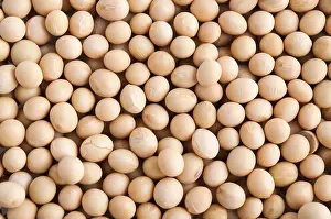 Legume Photography Stampe: Organic soybeans background, non-genetic modified