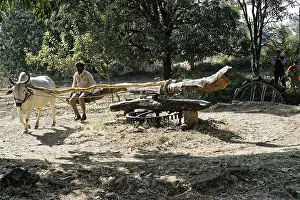 Indian Animal Husbandry Stampe: An ox pulls a wagon, driven by a man