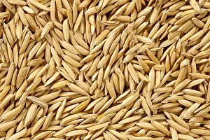 Uninhabited Island Stampe: Paddy