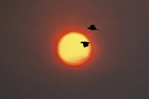 Latin America Tourist Attraction Stampe: A pair of macaws flies through in front of the setting sun