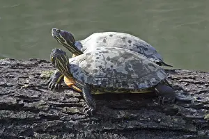 Reptile Images Stampe: A pair of turtles