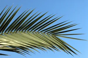 Palm Frond Texture Stampe: Palm leaf