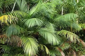 Palm Leaf Pattern Stampe: Palm leaf