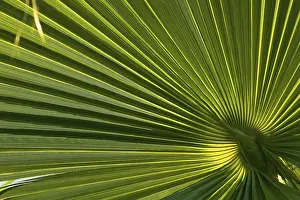 Palm Tree Detail Stampe: Palm leaf, detail
