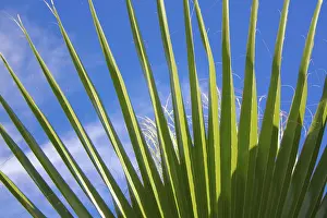 Deserted Palm Tree Stampe: Palm leaf