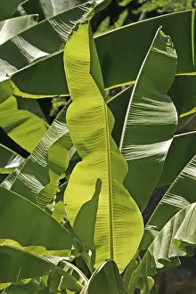 Deserted Garden Flowers Stampe: Palm leaf