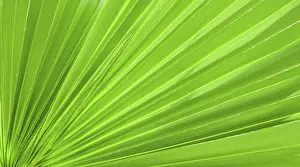 Palm Tree Exterior View Stampe: Palm leaf texture for background