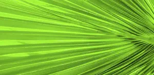 Palm Leaf Texture Stampe: Palm leaf texture for background