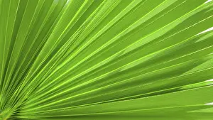 Deserted Garden Background Stampe: Palm leaf texture for background