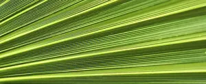 Summer Holiday Concept Stampe: Palm leaf texture for background