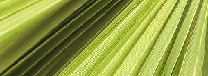 Summer Holiday Concept Stampe: Palm leaf texture for background