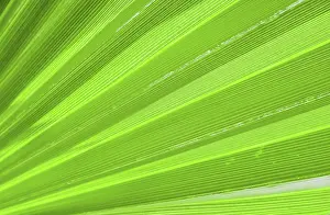 Palm Leaf Texture Stampe: Palm leaf texture for background