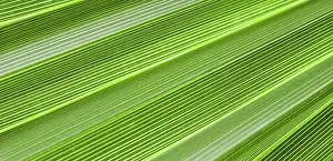 Summer Holiday Concept Stampe: Palm leaf texture for background