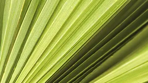 Palm Tree Exterior View Stampe: Palm leaf texture for background