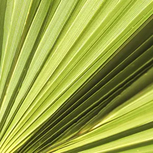 Summer Holiday Concept Stampe: Palm leaf texture for background