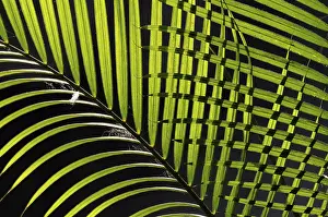 Palm Leaf Pattern Stampe: Palm leaves, pattern