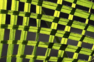 Palm Leaf Pattern Stampe: Palm leaves, pattern