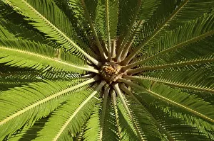 Nature Photography Details Stampe: Palm tree from below