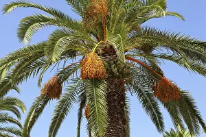 Empty Waterfront Scene Stampe: Palm tree