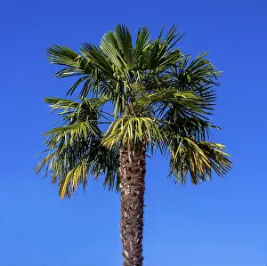 Stampe di Un palo d'albero solitario si erge verso il cielo azzurro, circondato da un mare di blu infinito Allier Stampe: Palma su un cielo azzurro