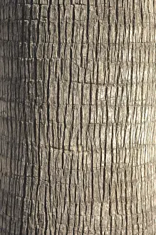 Palm Tree Trunk Stampe: Palm tree, section from the trunk