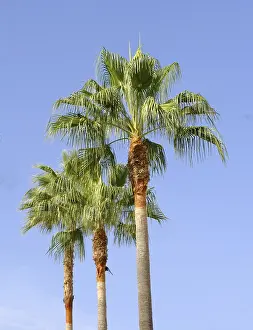 Deserted Palm Tree Landscape Stampe: Three palm trees