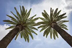 Low Angle Palm Tree View Stampe: Palm trees in front of cloud sky