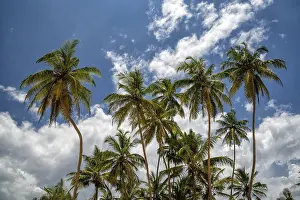 Tropical Landscape Stampe: Palms