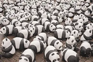 Historic Town Hall Square Germany Stampe: Panda bear