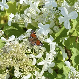 German Garden Plant Stampe: Panicle hydrangea (Hydrangea paniculata LEVANA)