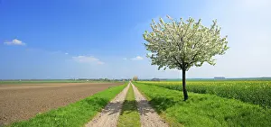 Spring Landscape Germany Stampe: Panorama, field path through fields in spring