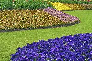 Dutch Flower Fields Stampe: Park with flower fields, spring