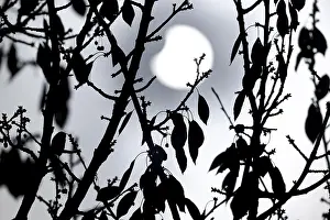 Solar Eclipse Germany Stampe: Partial solar eclipse on 25. 10