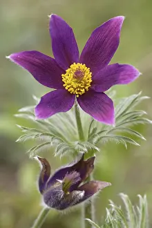 Pasque Flower Stampe: Pasque flower
