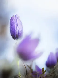 Pasque Flower Stampe: Pasque flower in spring