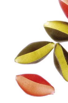 Pasta Dish Stampe: Pasta shells