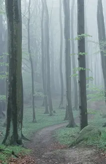 Beech Forest Germany Stampe: Path in Beech Forest in spring