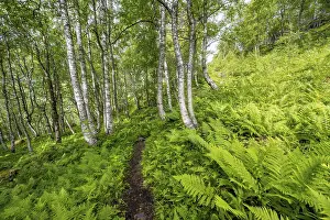 Birch Trees Norway Stampe: Path between birch trees in the forest