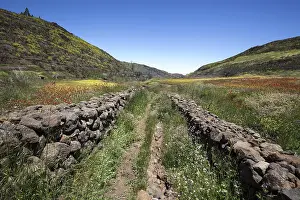 Flowering Mountain Range Stampe: Path through blooming vegetation